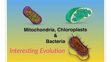 why choloplast and mitochondrion are similar to bacteria